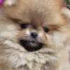 Pomeranian Pomeranian BOO Teddy Bear Type – Pomeranian Spitz Puppies
