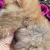 Pomeranian Pomeranian BOO Teddy Bear Type – Pomeranian Spitz Puppies