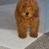 Poodle Red Toy Poodle puppies