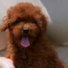 Poodle Toy poodle, female puppy