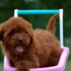 Poodle Toy poodle, female puppy