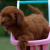 Poodle Toy poodle, female puppy