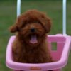 Poodle Toy poodle, female puppy