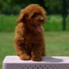 Poodle Toy poodle, female puppy