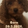 Poodle Red TOY POODLES, top litter of champion origin