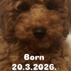 Poodle Red TOY POODLES, top litter of champion origin