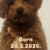 Poodle Red TOY POODLES, top litter of champion origin