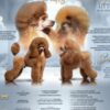 Poodle Toy Poodle Puppies