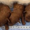 Poodle Toy Poodle Puppies