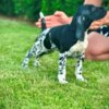 German Shorthaired Pointer German Shorthaired Pointers, female puppies