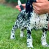 German Shorthaired Pointer German Shorthaired Pointers, female puppies