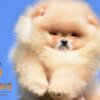 Pomeranian Pomeranian BOO Teddy Bear Puppies | Pomeranian Spitz Puppies