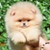 Pomeranian Pomeranian BOO Teddy Bear Puppies | Pomeranian Spitz Puppies