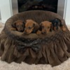 Dachshund Dwarf Shorthair Dachshunds