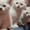 British Shorthair British Shorthair Kittens for Sale