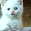 British Shorthair British Shorthair Kittens for Sale