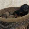 Dachshund Long haired dwarf dachshunds, superb puppies