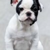 French Bulldog TOP-quality French Bulldogs