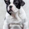 French Bulldog TOP-quality French Bulldogs