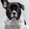 French Bulldog TOP-quality French Bulldogs