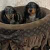 Dachshund Long-haired merle-colored dwarf dachshunds
