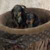Dachshund Long-haired merle-colored dwarf dachshunds