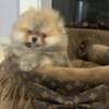 Pomeranian Top quality pomeranians