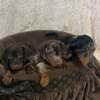 Dachshund Dwarf Shorthair Dachshunds Extra Mini
