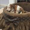 Dachshund Dwarf Shorthair Dachshunds Extra Mini