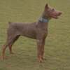 Doberman Pinscher ckc doberman pinscher pups
