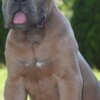 Cane Corso Cane Corso, top quality puppies