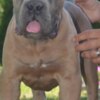 Cane Corso Cane Corso, top quality puppies