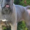 Cane Corso Cane Corso, top quality puppies