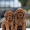 Poodle Toy Poodle – Puppies