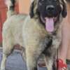 Caucasian Shepherd Dog Caucasian shepherd top quality puppies