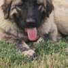Caucasian Shepherd Dog Caucasian shepherd top quality puppies