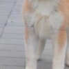 Akita Inu Akita Inu – Beautiful FCI Puppies