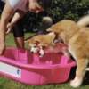 Akita Inu Akita Inu – Beautiful FCI Puppies
