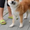 Akita Inu Akita Inu – Beautiful FCI Puppies