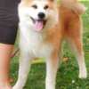 Akita Inu Akita Inu – Beautiful FCI Puppies
