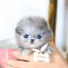 Pomeranian Pomeranian puppy