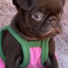 Griffon Bruxellois Chocolate Petit Brabancon (Smooth Brussel Griffon)