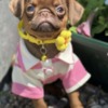 Griffon Bruxellois Chocolate Petit Brabancon (Smooth Brussel Griffon)