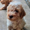 Lagotto Romagnolo Lagotto Romagnolo, quality puppies