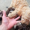 Lagotto Romagnolo Lagotto Romagnolo, quality puppies