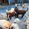 Lagotto Romagnolo Lagotto Romagnolo, quality puppies