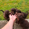 Lagotto Romagnolo Lagotto Romagnolo, quality puppies