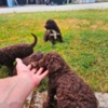 Lagotto Romagnolo Lagotto Romagnolo, quality puppies