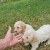 Lagotto Romagnolo Lagotto Romagnolo, quality puppies