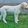 Lagotto Romagnolo Lagotto Romagnolo, quality puppies